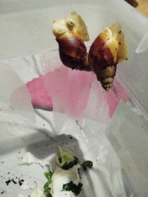 Ślimaki afrykańskie albino+ ekipa sprzątająca