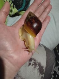 Ślimaki afrykańskie albino+ ekipa sprzątająca