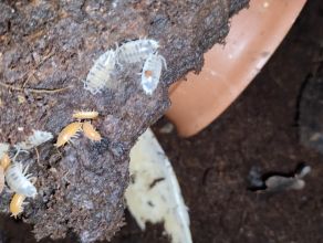 Ślimaki afrykańskie albino+ ekipa sprzątająca