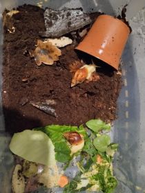 Ślimaki afrykańskie albino+ ekipa sprzątająca