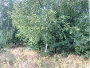 działka w Grabieńću na sprzedaż