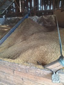 Sprzedam zboże owies bingo