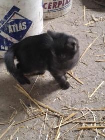 Oddam słodkie kotki w dobre rece