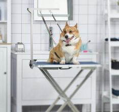 Stojak do pielegnacji zwierzat