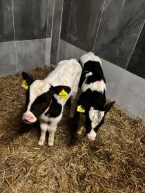 Sprzedam jałóweczki