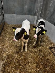 Sprzedam jałóweczki