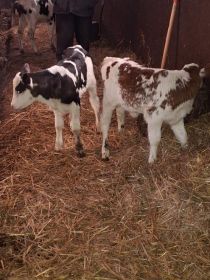 Sprzedam cieliczki SM