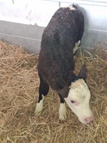 Sprzedam cieliczki SM