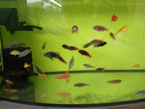 Rybki akwariowe różne