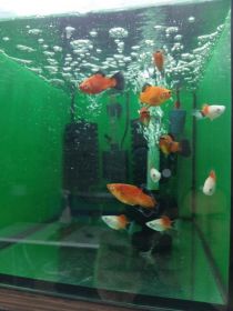 Rybki akwariowe różne