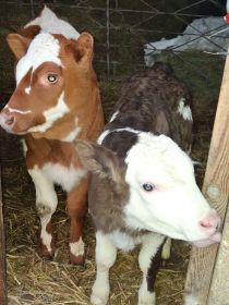 Sprzedam cieliczki widoczne na zdjęciach