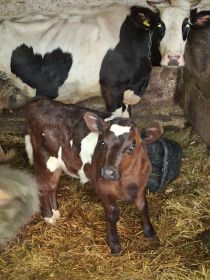 Sprzedam cieliczki widoczne na zdjęciach