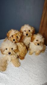 Cudowne pieski rasy cavapoo szukają domu