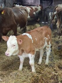 Sprzedam jałówki żarłaki