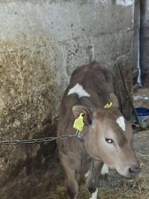 Sprzedam jałówki żarłaki