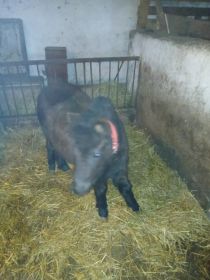 Sprzedam konika kucyka