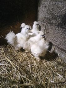 Sprzedam silki kur koguty