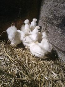 Sprzedam silki kur koguty