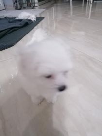 Maltańczyki miniaturki