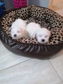 Maltańczyki miniaturki