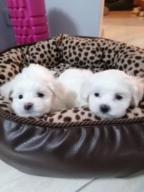 Maltańczyki miniaturki