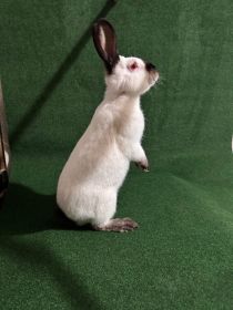 Kalifornijski czarny