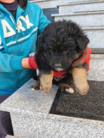 Oddam pieski szczeniaki za darmo.