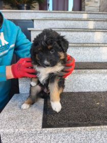 Oddam pieski szczeniaki za darmo.