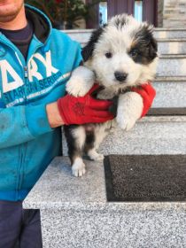 Oddam pieski szczeniaki za darmo.