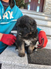 Oddam pieski szczeniaki za darmo.