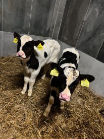 Sprzedam jałóweczki