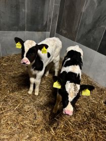 Sprzedam jałóweczki