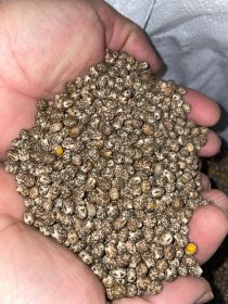 Łubin wąskolistny gorzki