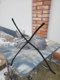 Króliki mieszańce na sprzedaż