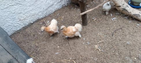 Sprzedam koguty silki różne kolory