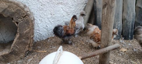 Sprzedam koguty silki różne kolory