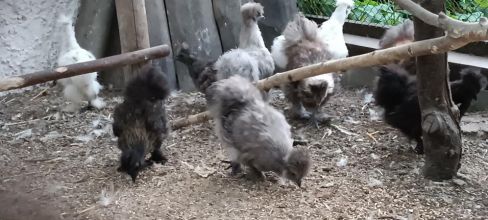 Sprzedam koguty silki różne kolory