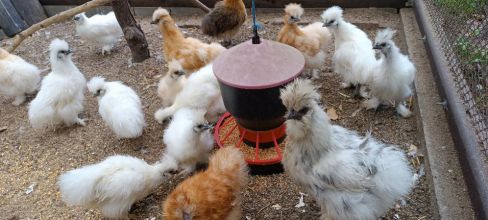 Sprzedam koguty silki różne kolory