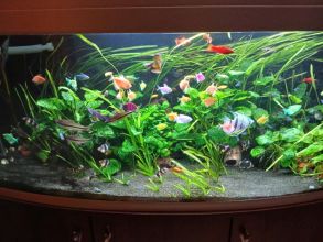 Rybki akwariowe różne
