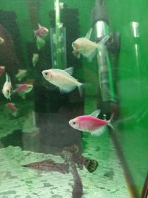 Rybki akwariowe różne