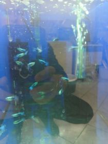 Rybki akwariowe różne