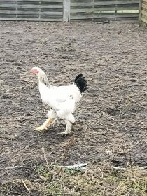 Sprzedam koguty brachma