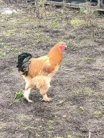 Sprzedam koguty brachma