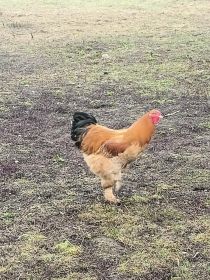 Sprzedam koguty brachma