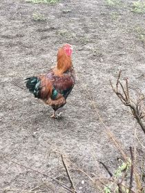 Sprzedam koguty brachma