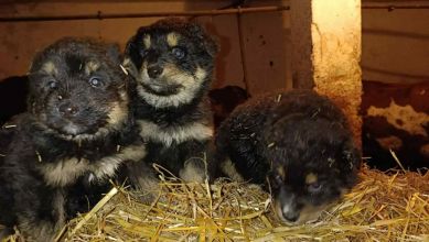 Oddam za koszt utrzymania