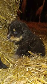 Oddam za koszt utrzymania