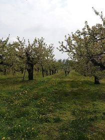 Sprzedam sad 1,8H Krępa/Tuliszków