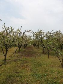 Sprzedam sad 1,8H Krępa/Tuliszków