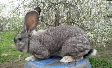Króliki Olbrzymy Belgijskie-Turek